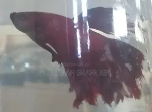Betta Fish