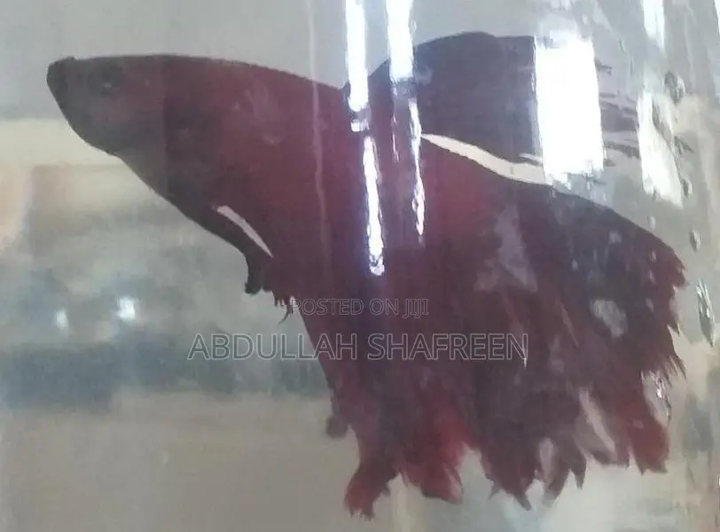 Betta Fish