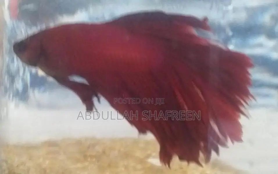 Betta Fish