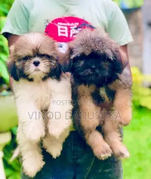 Shih Tzu Puppy
