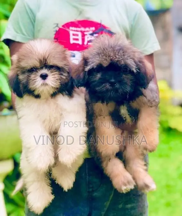 Shih Tzu Puppy