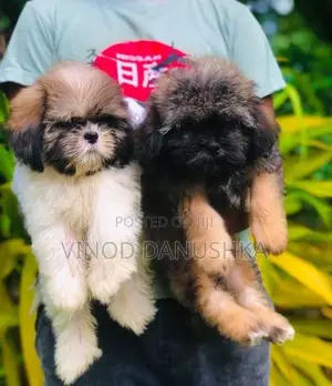 Shih Tzu Puppy