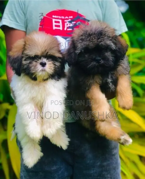 Shih Tzu Puppy