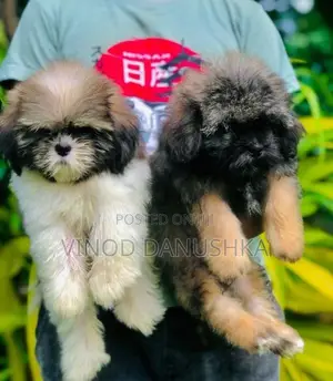 Shih Tzu Puppy
