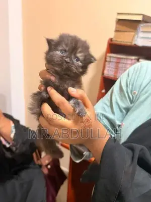 Persian Cat