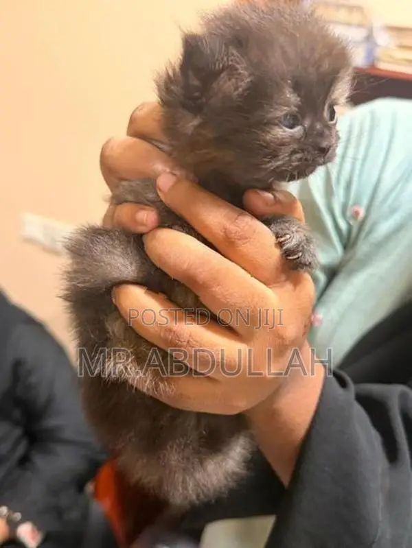Persian Cat