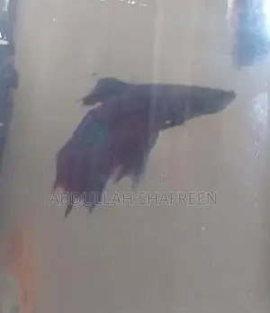Betta Fish