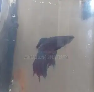 Betta Fish