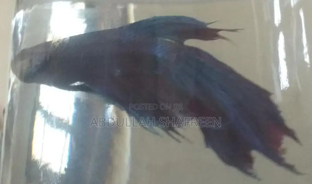 Betta Fish