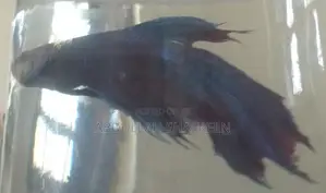 Betta Fish