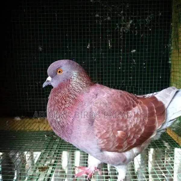 King Pigeon (Male)