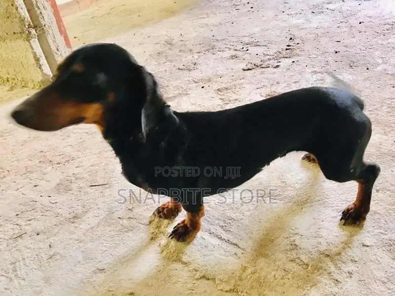 Dachshund