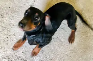Dachshund