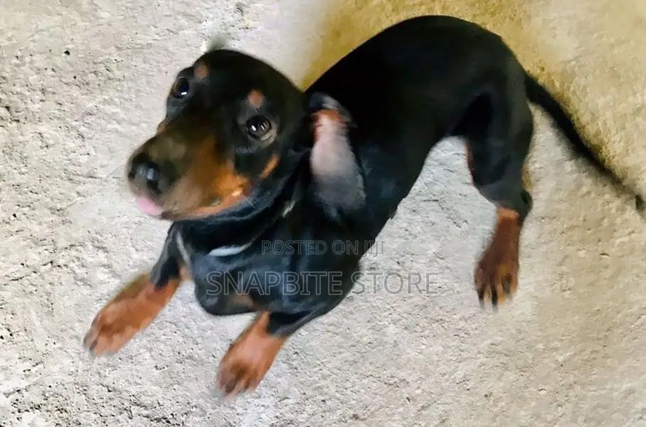 Dachshund