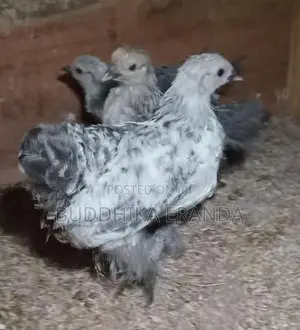 කොචින් පැටව්