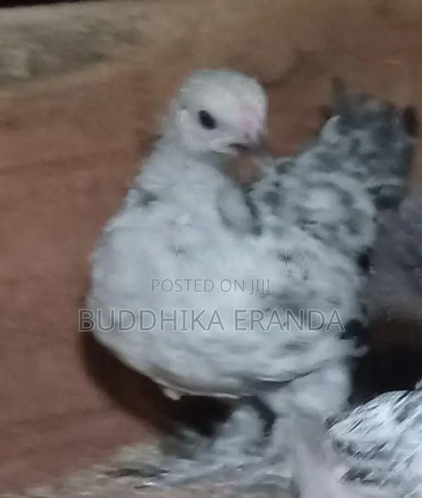 කොචින් පැටව්
