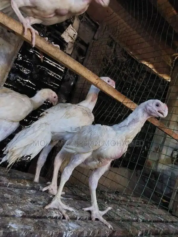 Parrot Nose Rooster