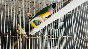 ගොල්ඩියන් ෆින්චස්