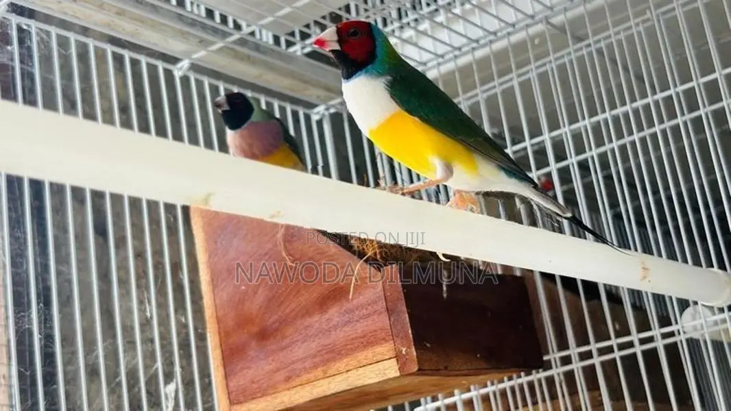 ගොල්ඩියන් ෆින්චස්