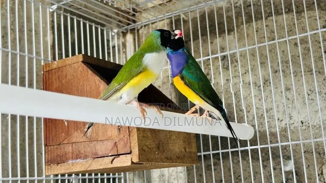 ගොල්ඩියන් ෆින්චස්