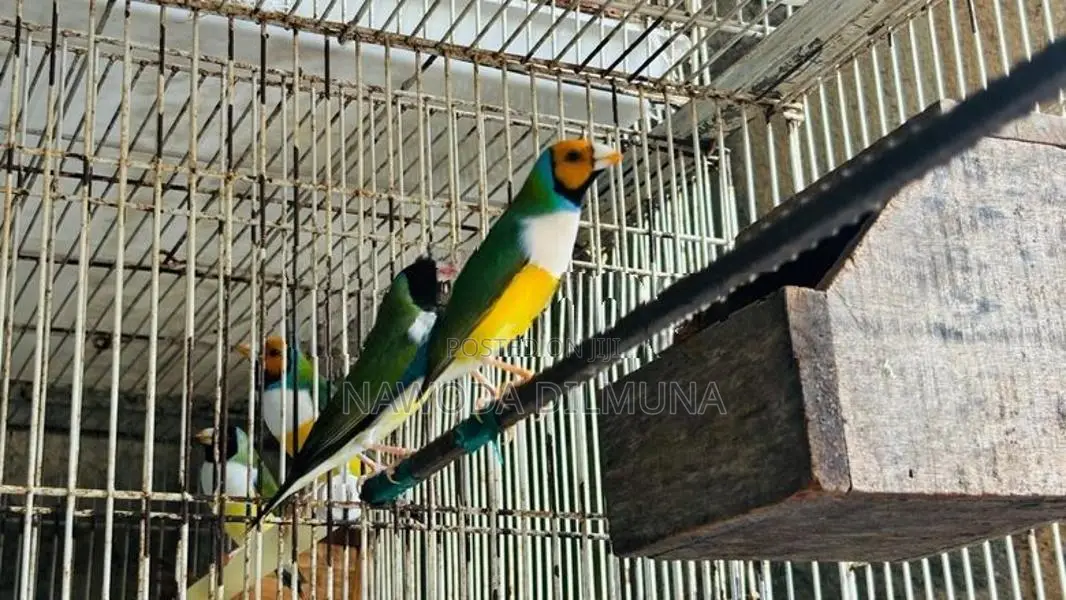 ගොල්ඩියන් ෆින්චස්
