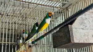 ගොල්ඩියන් ෆින්චස්