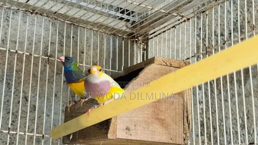 ගොල්ඩියන් ෆින්චස්