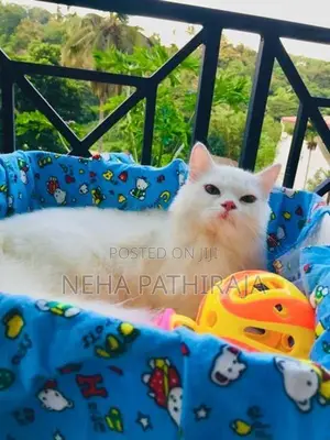 Persian Kitten