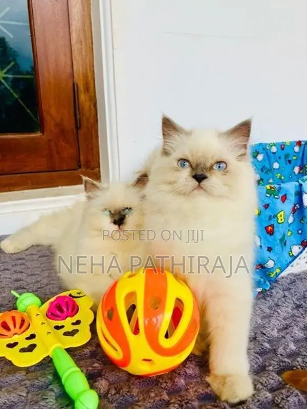 Himalayan Kitten