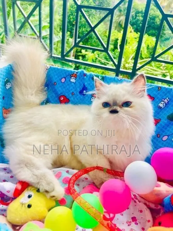 Himalayan Kitten