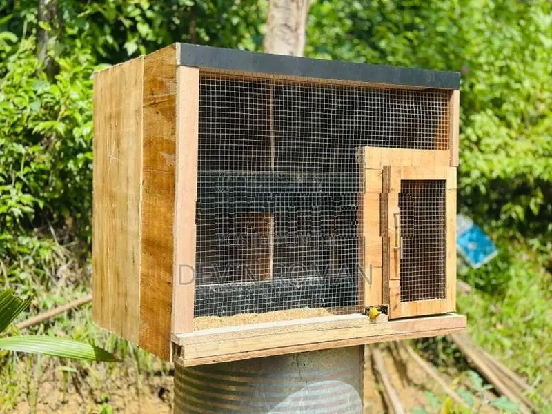Pigeon Cage