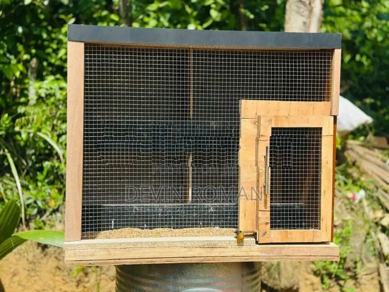 Pigeon Cage