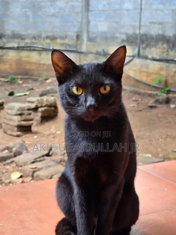 Black Cats