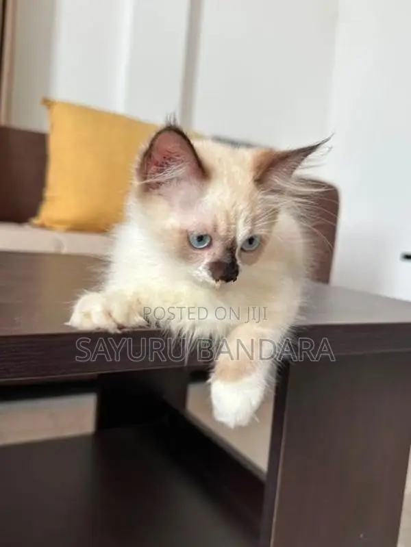 Persian Cat
