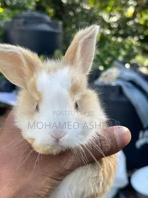 Angora Rabbit