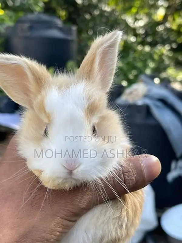 Angora Rabbit