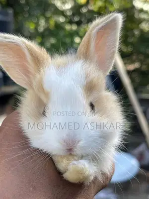 Angora Rabbit