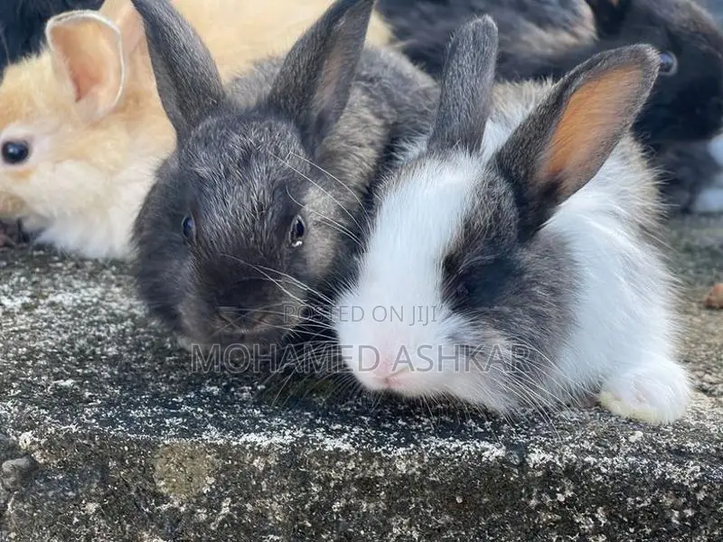 Angora Rabbit
