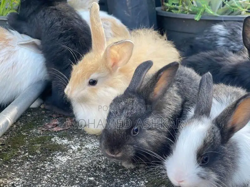 Angora Rabbit