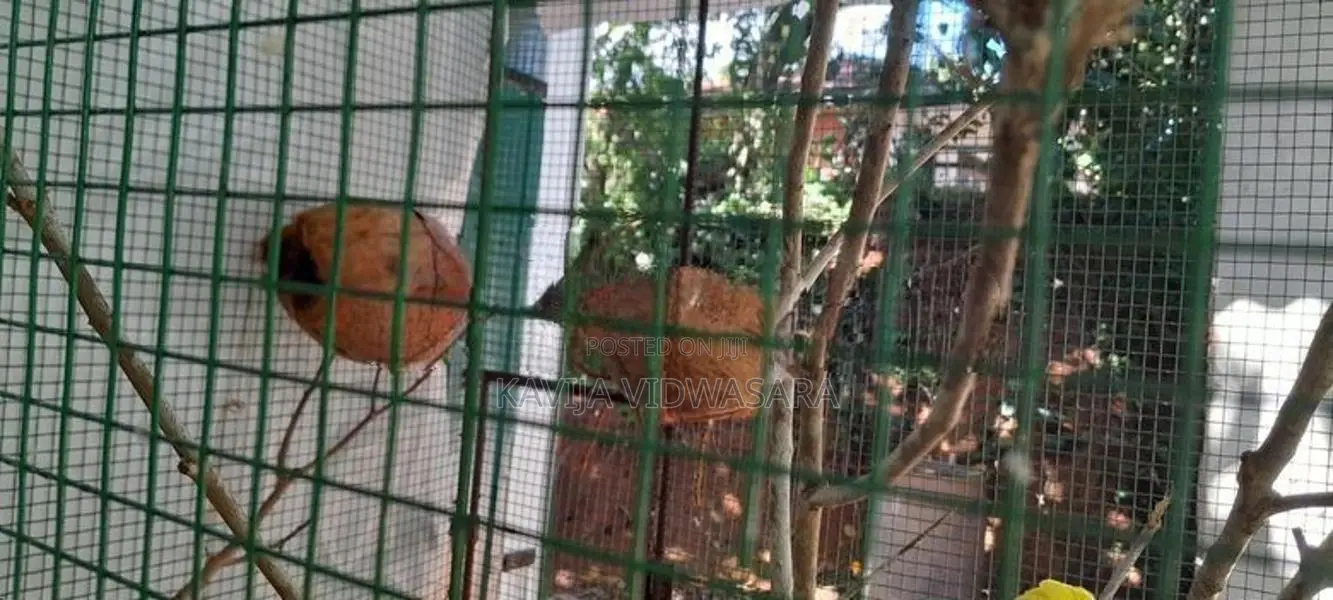 Lovebirds With Eggs