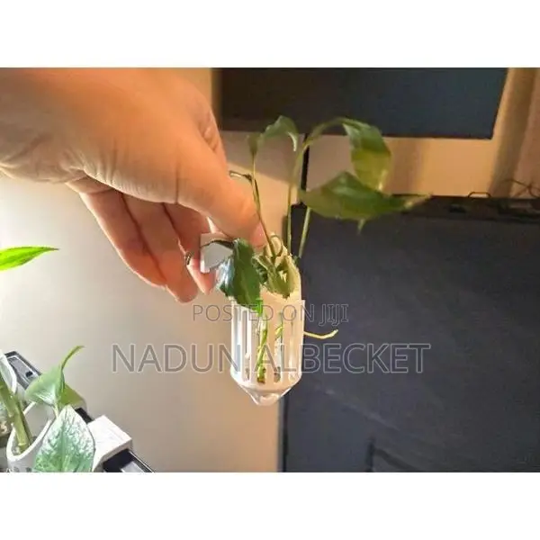 Fish Tank Plant Holder