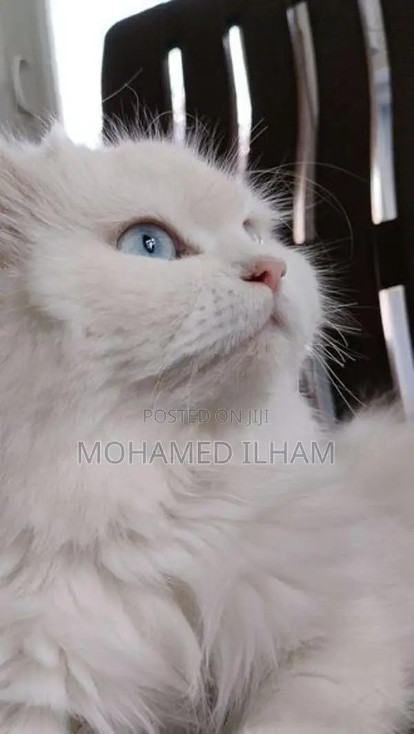 Persian White Cat
