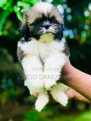 Shitzu Puppy