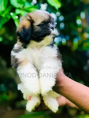Shitzu Puppy