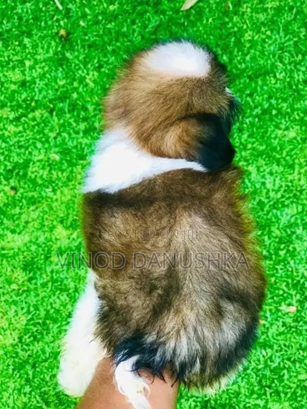 Shitzu Puppy