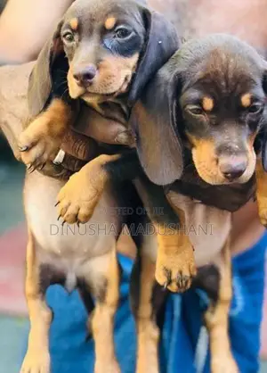 Dachshund Puppies