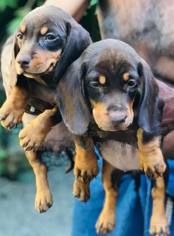 Dachshund Puppies