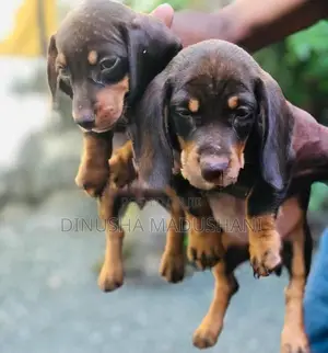 Dachshund Puppies