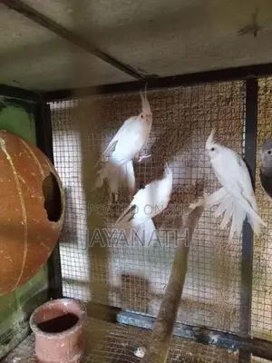 Albino Cocktail