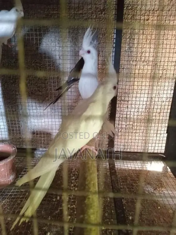 Albino Cocktail